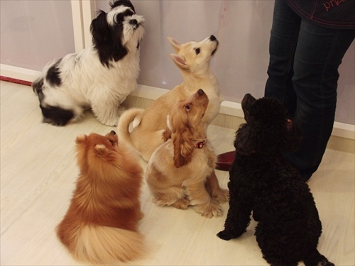 犬の保育園presea9犬（5）